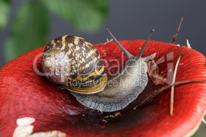 Schnecke und Pilz Schnecke und Pilz