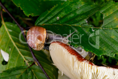 Schnecke und Pilz