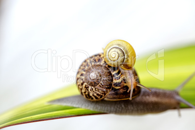 Zwei Schnecken