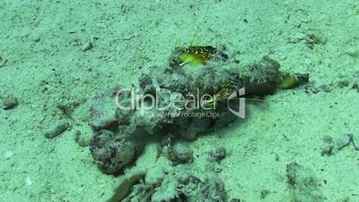 Butterfly Fish on Vibrant Coral Reef, Red sea