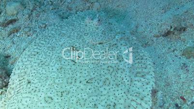 tropical fish on coral reef, closeup, red sea