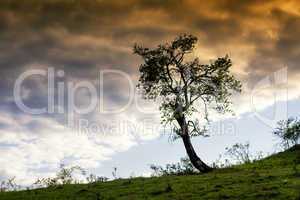 lonley tree