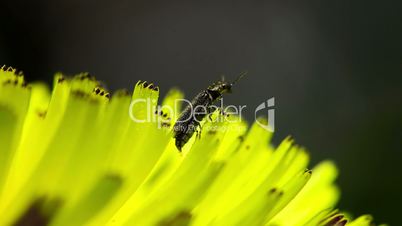 Small bug on a flower