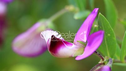 Macro photo of beautiful fabaceae flower