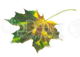 Multicolor maple-leaf