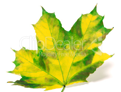 Yellowed maple leaf on white background