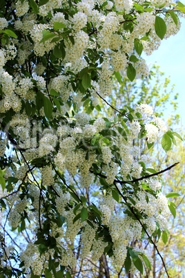 big branches of bird cherry tree