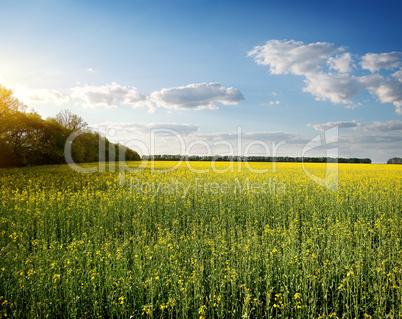 Meadow yellow flowers