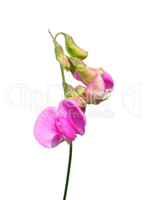 Breitblättrige Platterbse (Lathyrus latifolius)