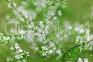 flowering branch