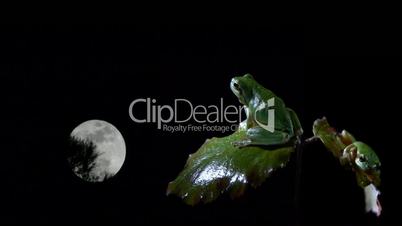 southern frog with full moon