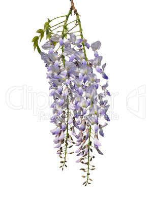 Chinesischer Blauregen (Wisteria sinensis)