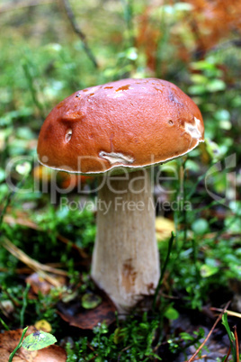 Beautiful and little cep in the forest