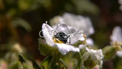beetle on white flower drinking nectar