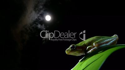 tree frog with full moon and clouds