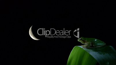 tree frog on leaf with crescent moon