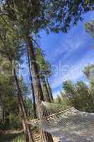 Peaceful Hammock Hanging Among the Pine Trees