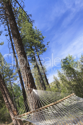 Peaceful Hammock Hanging Among the Pine Trees