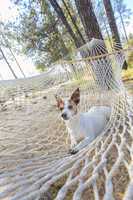 Relaxed Jack Russell Terrier Relaxing in a Hammock
