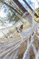 Relaxed jack Russell Terrier Relaxing in a Hammock
