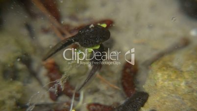 tadpoles in the pond