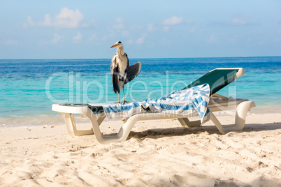 Grey Heron on a sun lounger