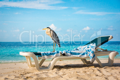 Grey Heron on a sun lounger