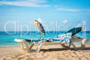 Grey Heron on a sun lounger