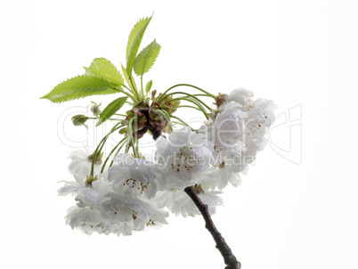 sour cherry blossoms (Prunus cerasus Rhexii)