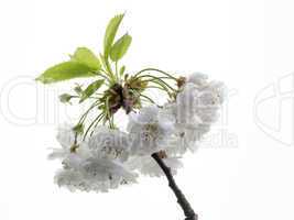 sour cherry blossoms (Prunus cerasus Rhexii)
