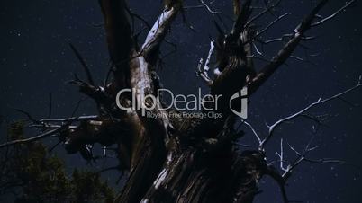 timelapse tree with stars