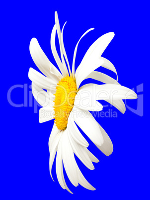 White chamomile on blue. Close-up view
