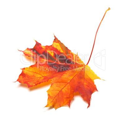 Autumn yellowed maple-leaf