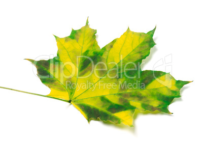Yellowed maple leaf