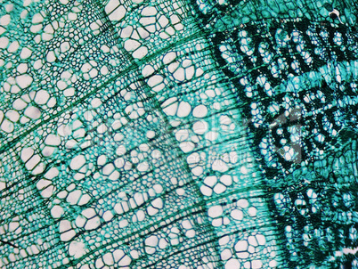 Pine Wood micrograph