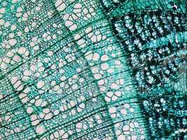 Pine Wood micrograph