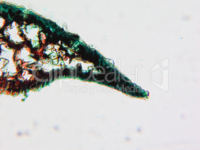 Pine Wood micrograph