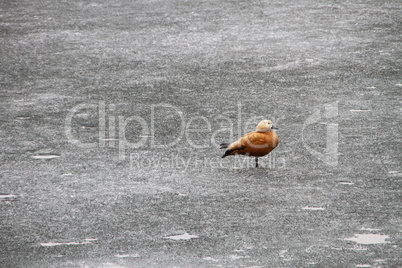 Ruddy Shelduck on an icy field