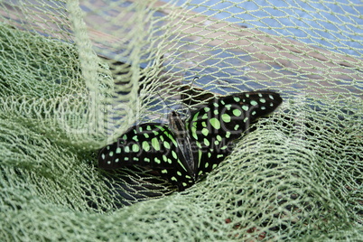 Colored butterfly in the green grid