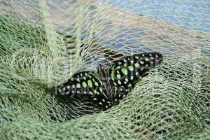 Colored butterfly in the green grid