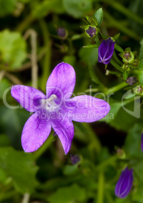 campanula