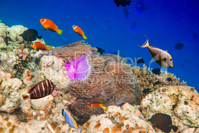 tropical coral reef