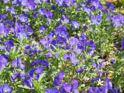 Viola flower