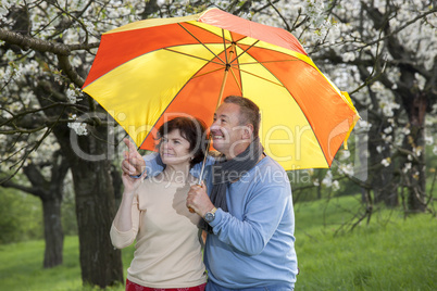 Elderly couple with umbrella under blooming cherry trees