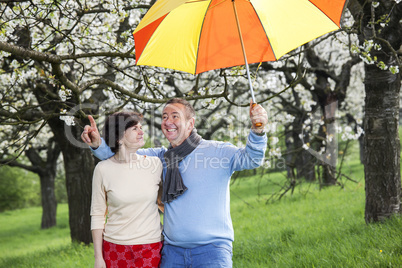 Elderly couple with umbrella under blooming cherry trees