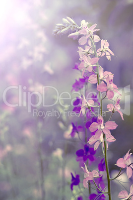 Wild flower closeup backlit