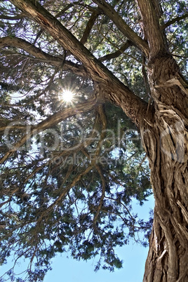 rays of the sun through the branches of the relic juniper