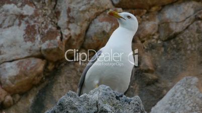 Yellow-legged gull