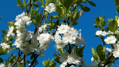 Blooming cherry branch on a blue background