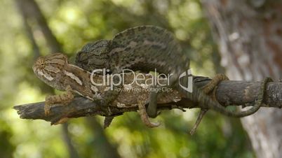 common chameleon, attempted copula
